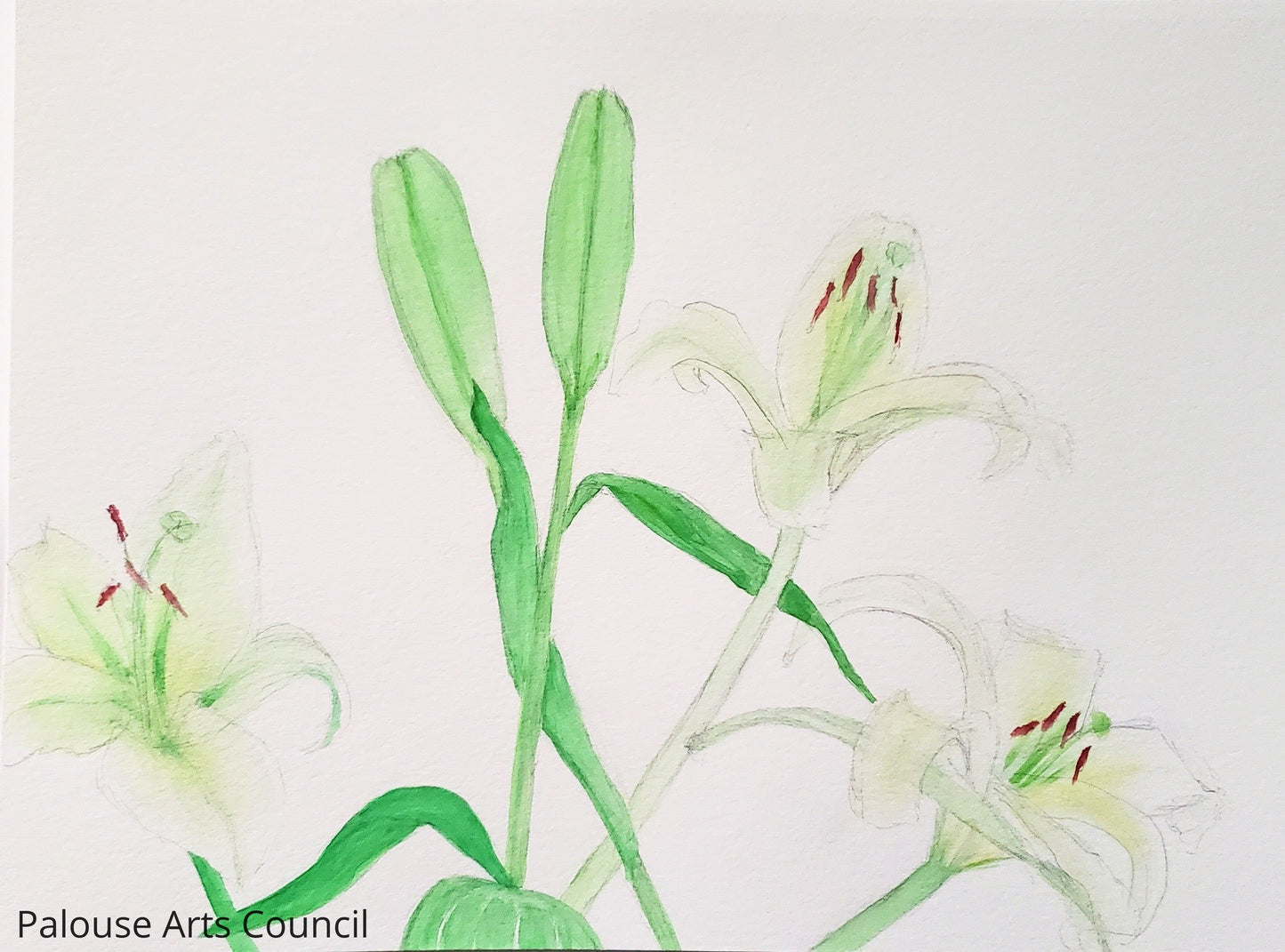Lily Study - Liz Rousseau - Watercolor