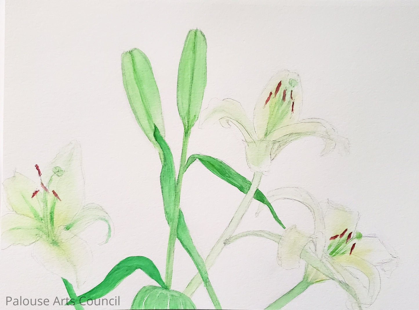 Lily Study - Liz Rousseau - Watercolor