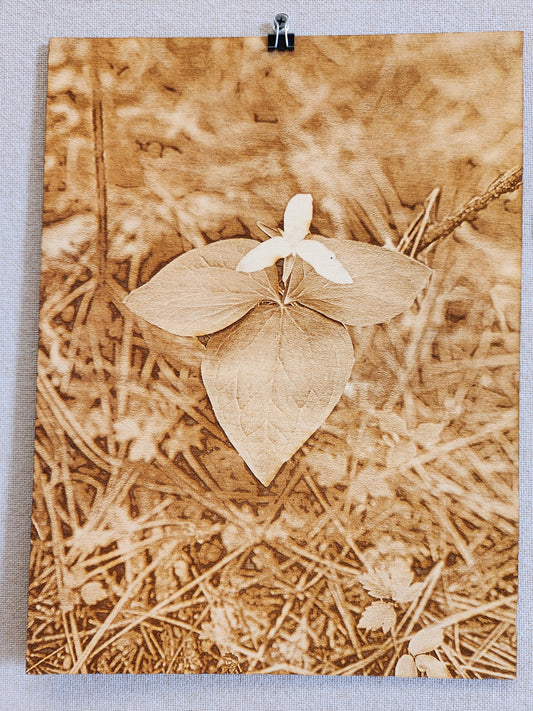 Fairy Trillium - Shishona Turner - Laser engraved photo