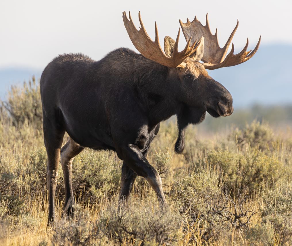 Bullwinkle blazing a trail