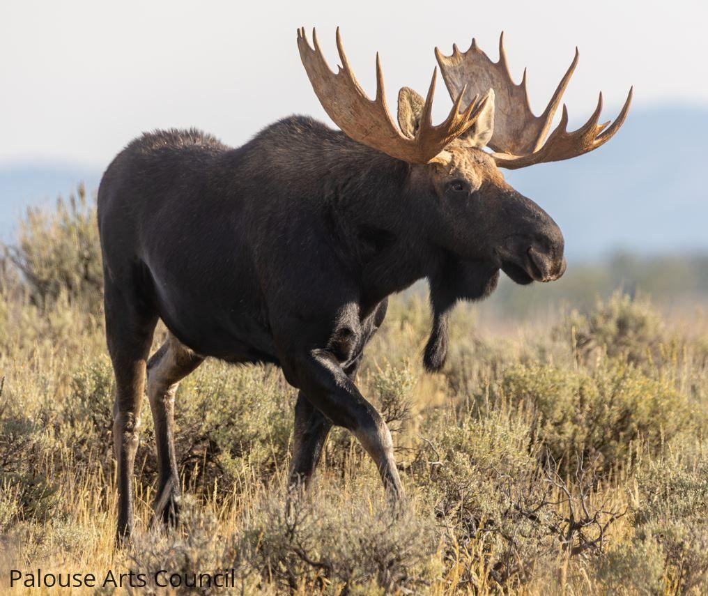 Bullwinkle blazing a trail