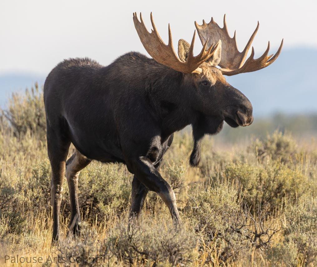 Bullwinkle blazing a trail
