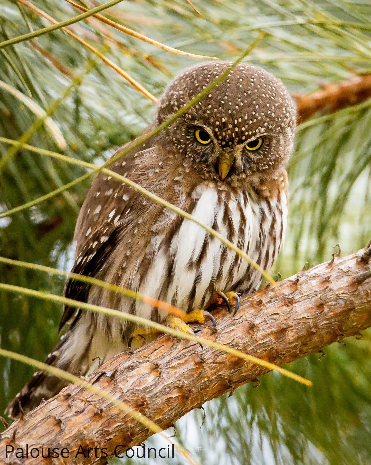 Northern Pygmy Owl Staredown
