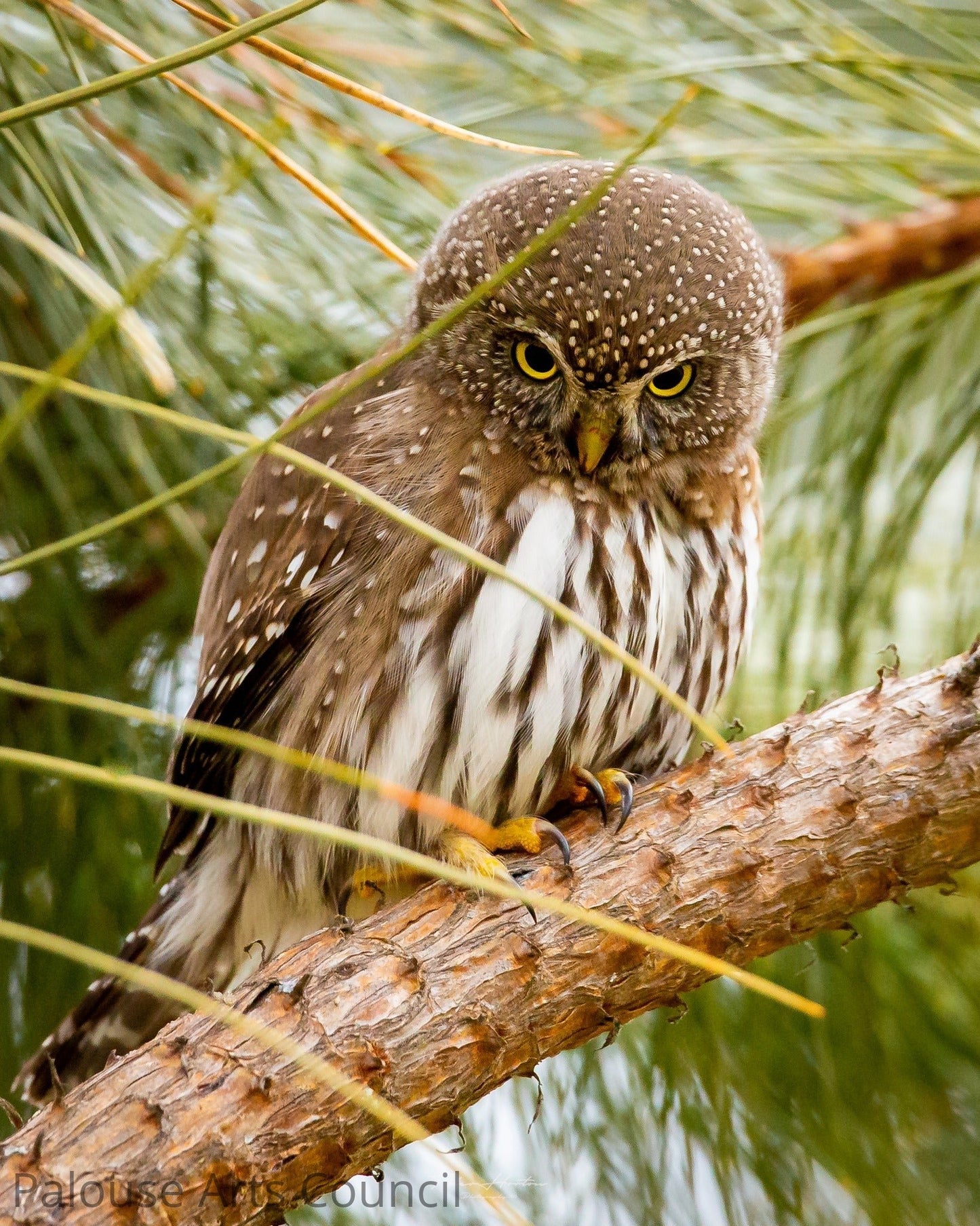 Northern Pygmy Owl Staredown