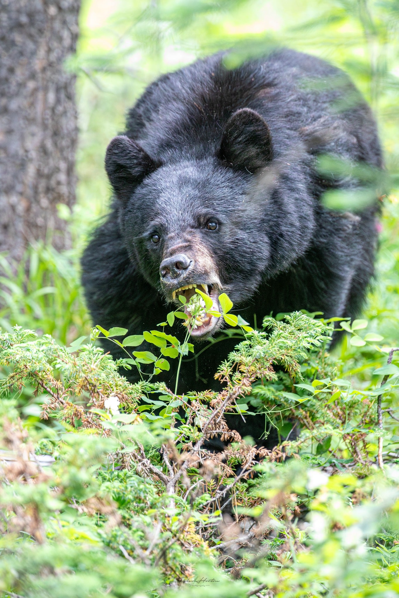 My, What Big Teeth You Have!
