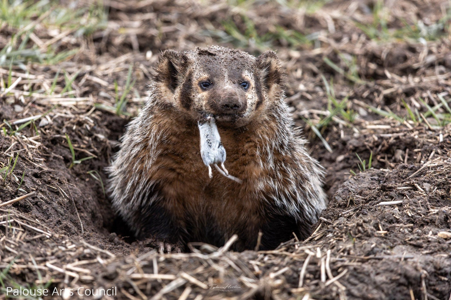 Am I Badgering you?