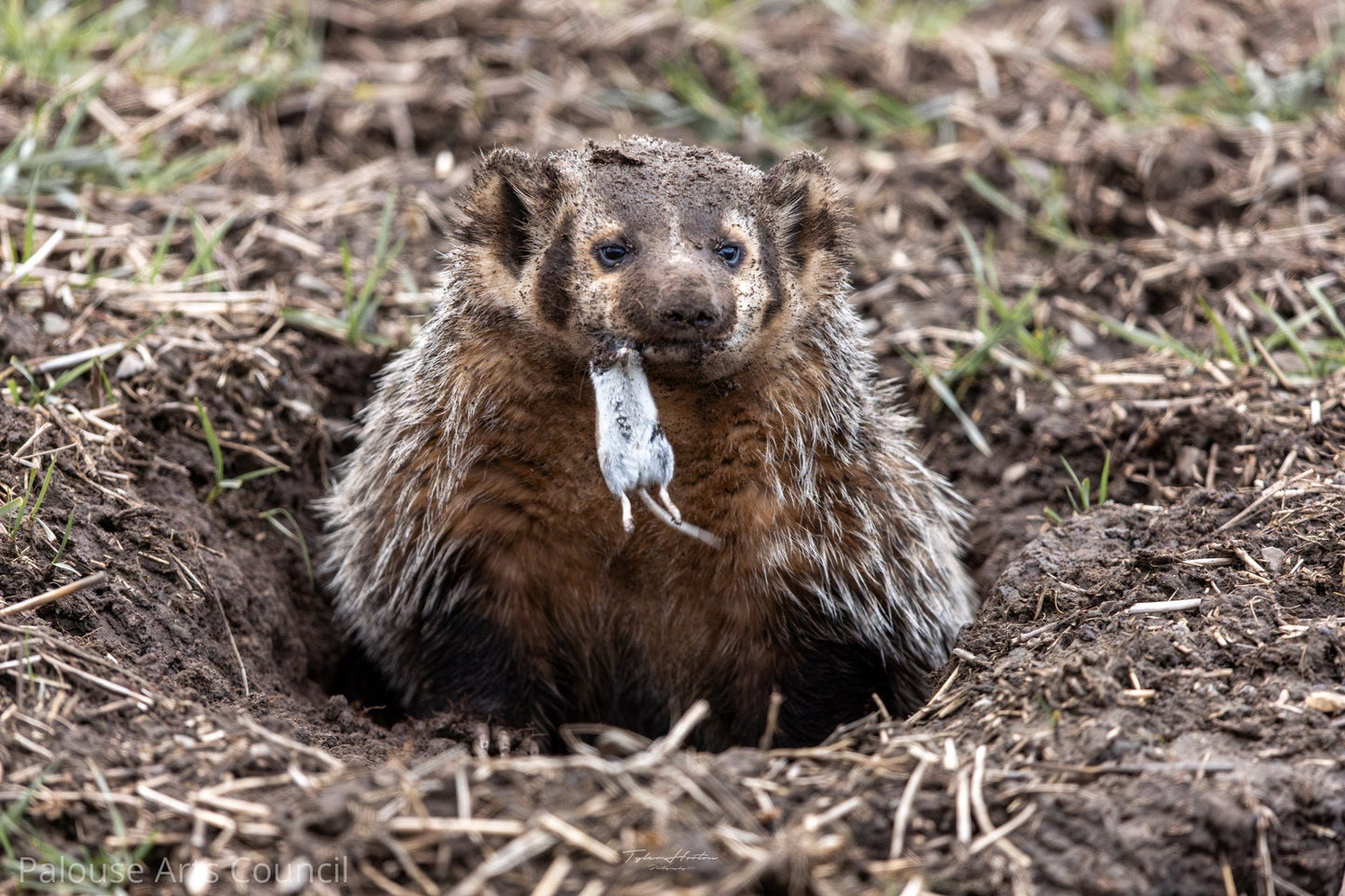 Am I Badgering you?