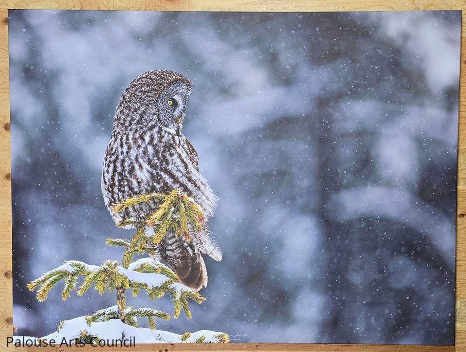 Great Grey Owl in a Snowstorm
