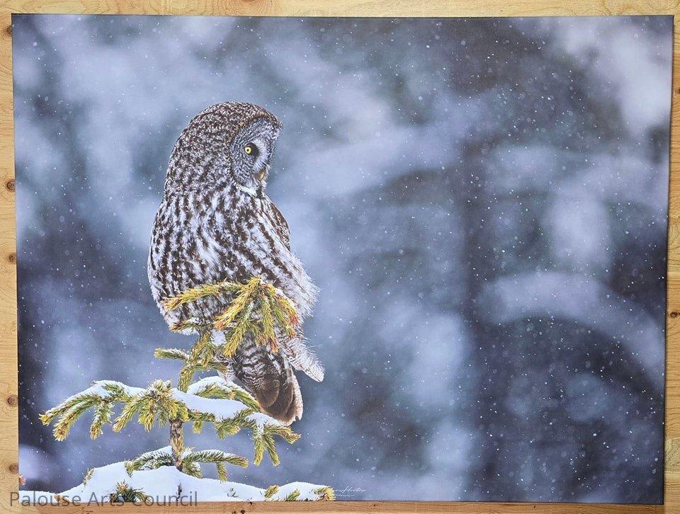 Great Grey Owl in a Snowstorm