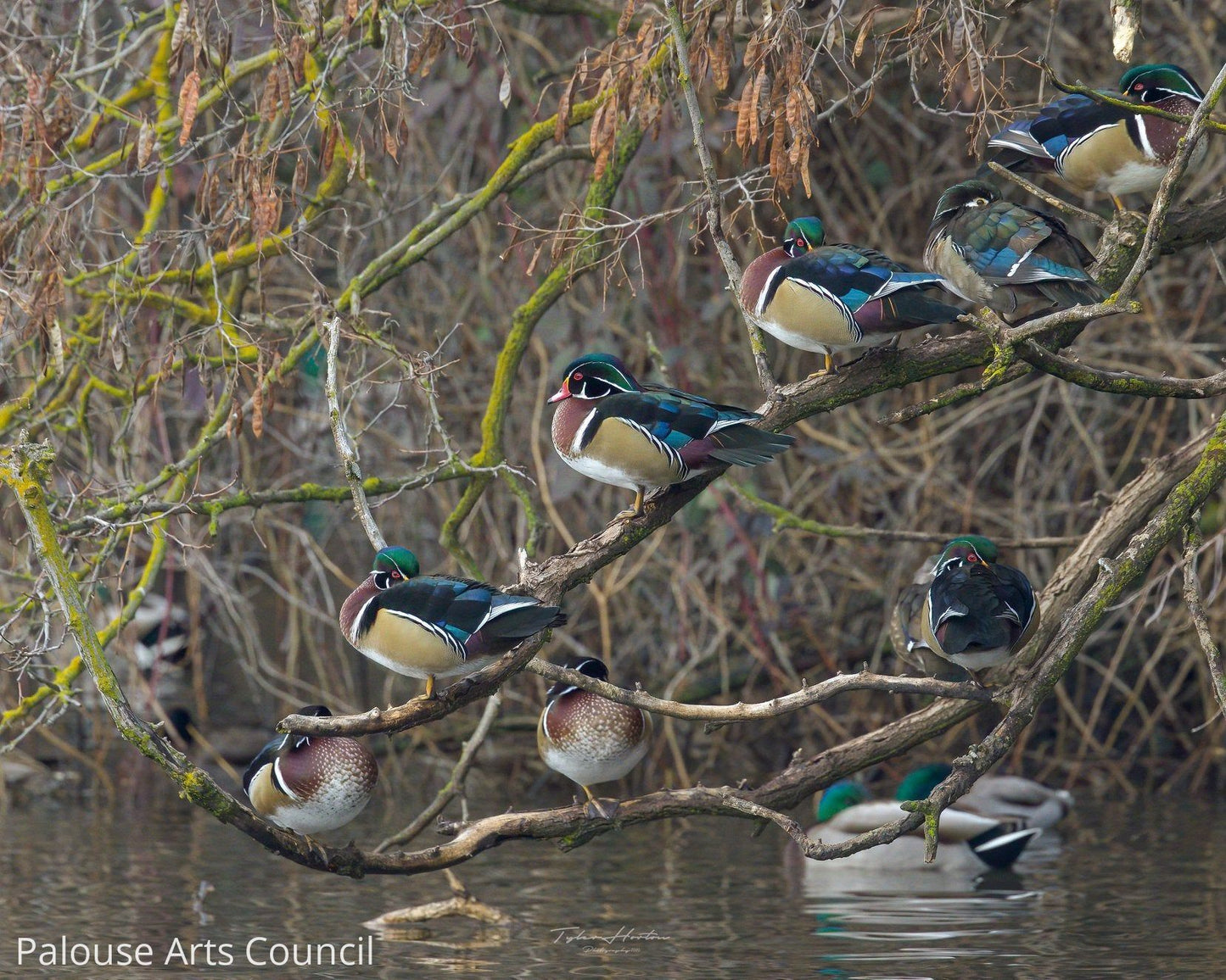 Wood Ducks in a Row - Tyler Horton - Acrylic