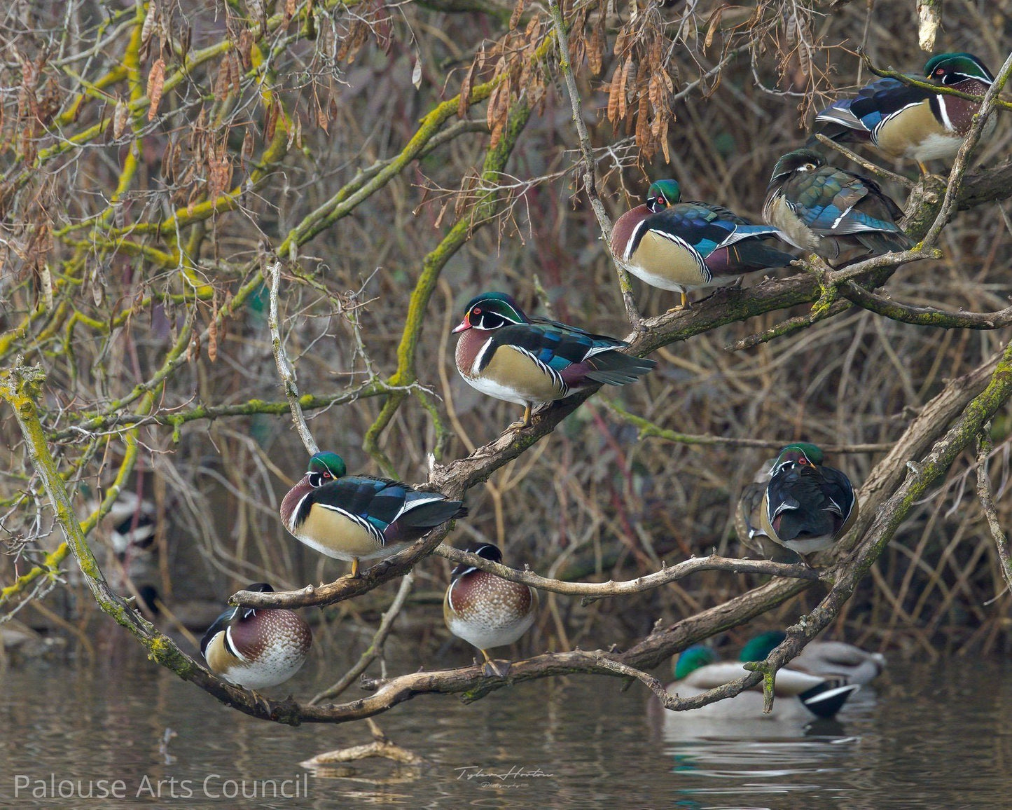 Wood Ducks in a Row - Tyler Horton - Acrylic