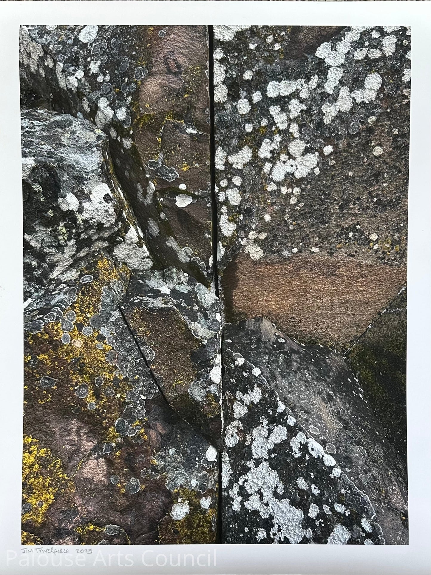 Lichen Lineament