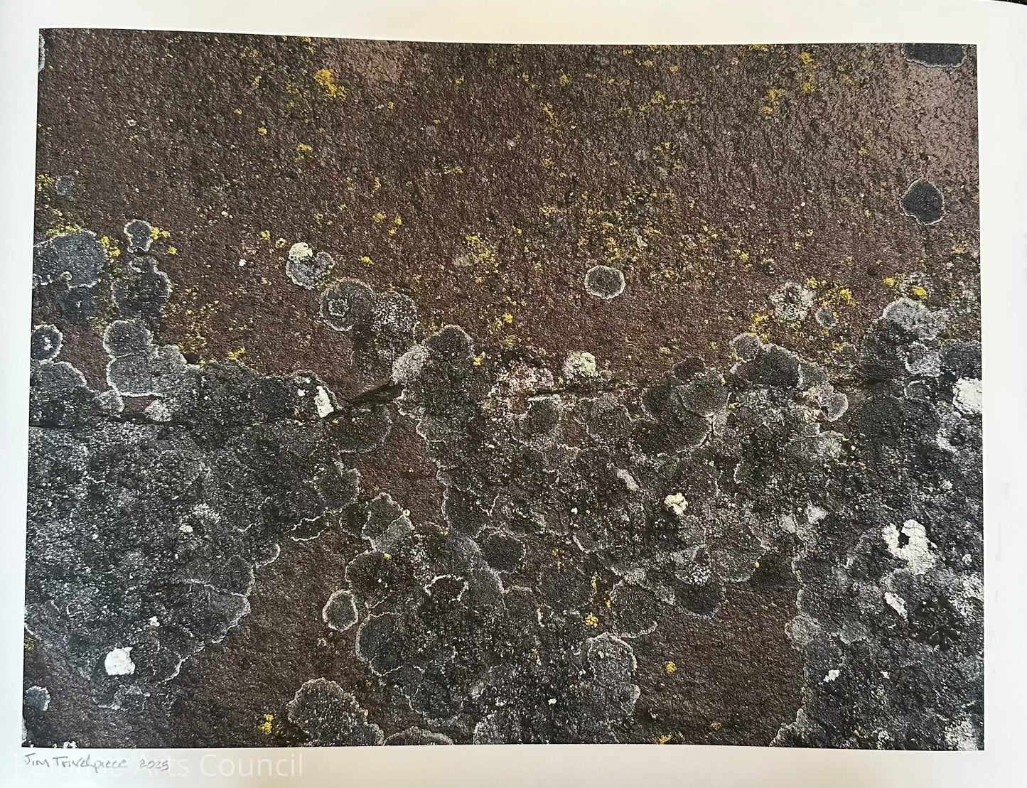 Lichen