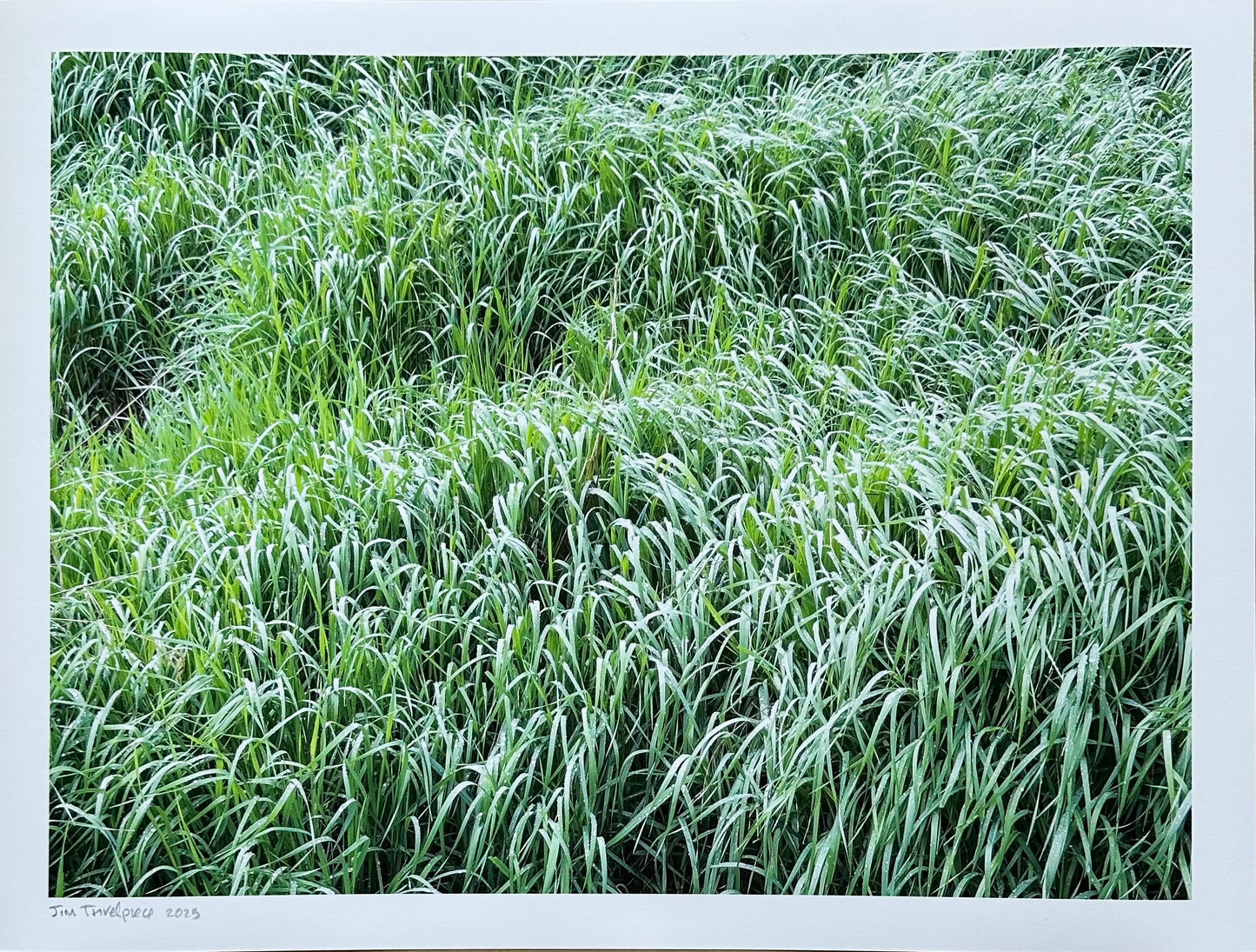 New Grass