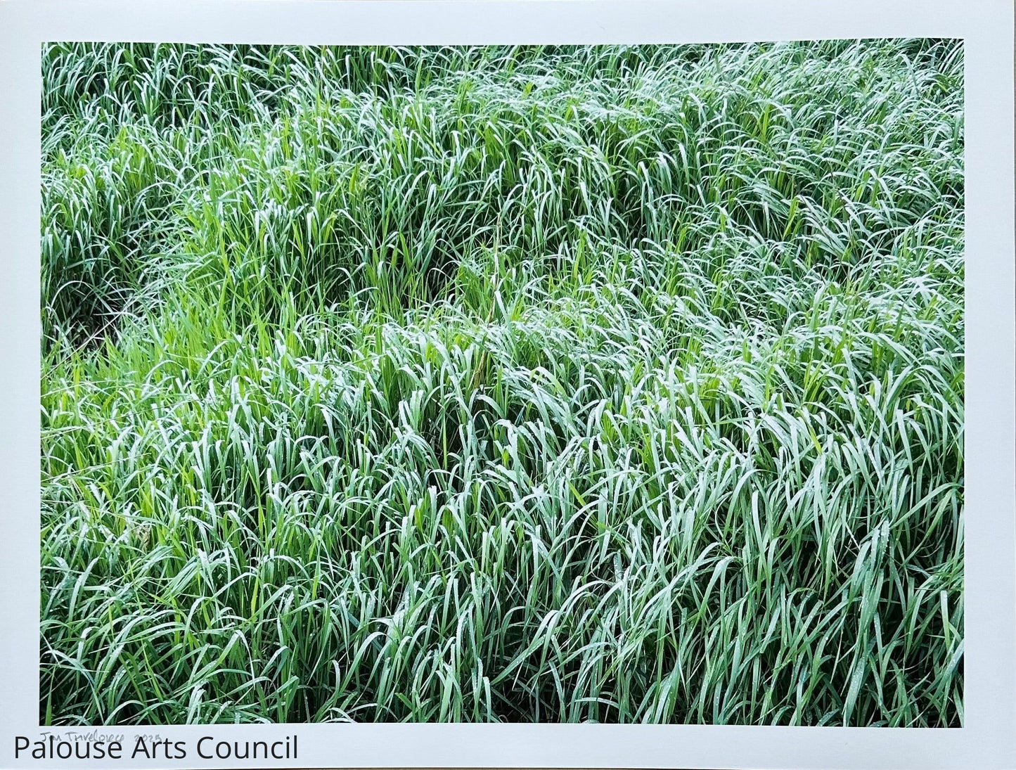 New Grass