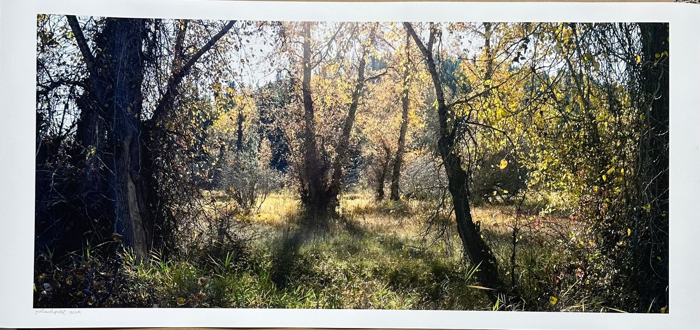 St. Maries River Poplars
