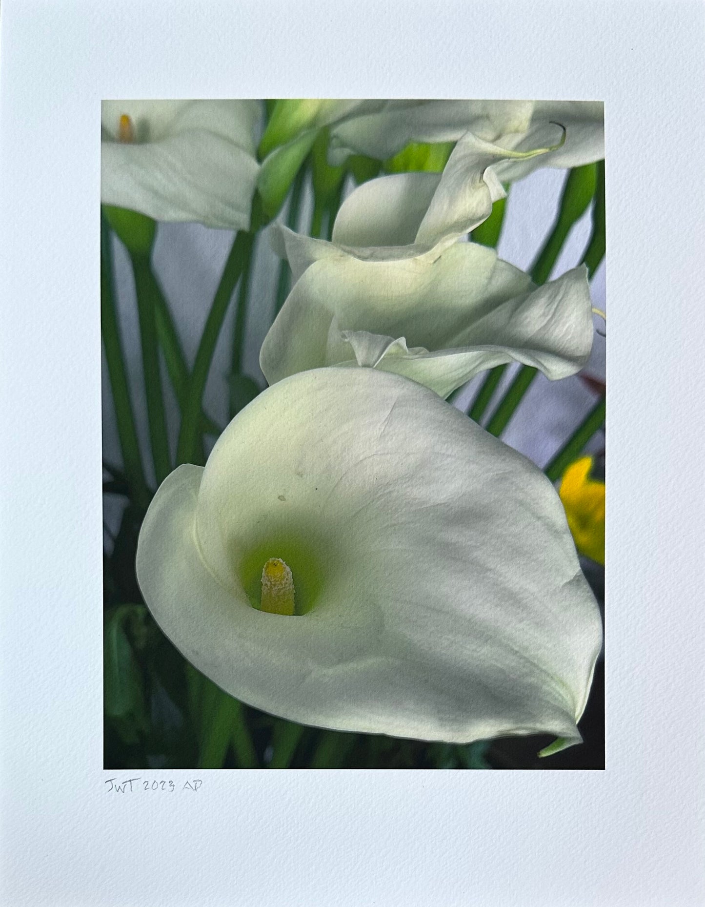 Callas Artist Proof 2024