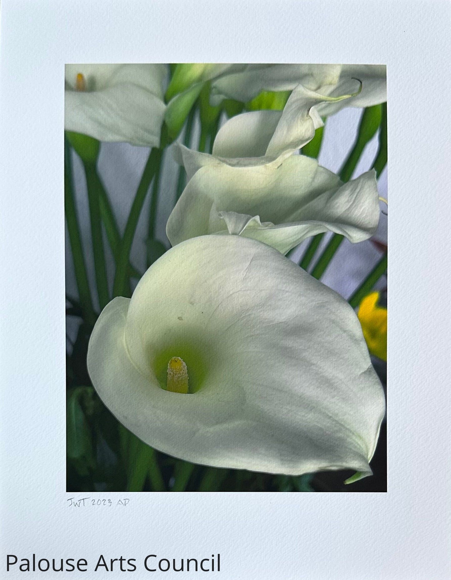 Callas Artist Proof 2024