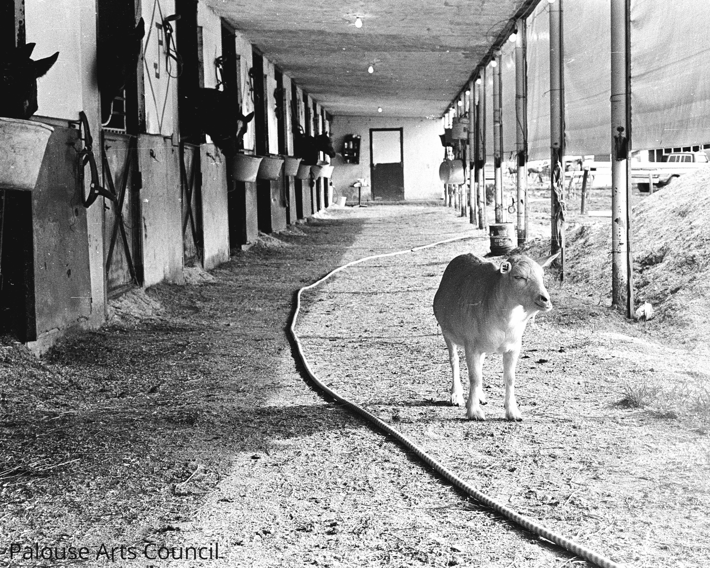 Nancy in the Shedrow