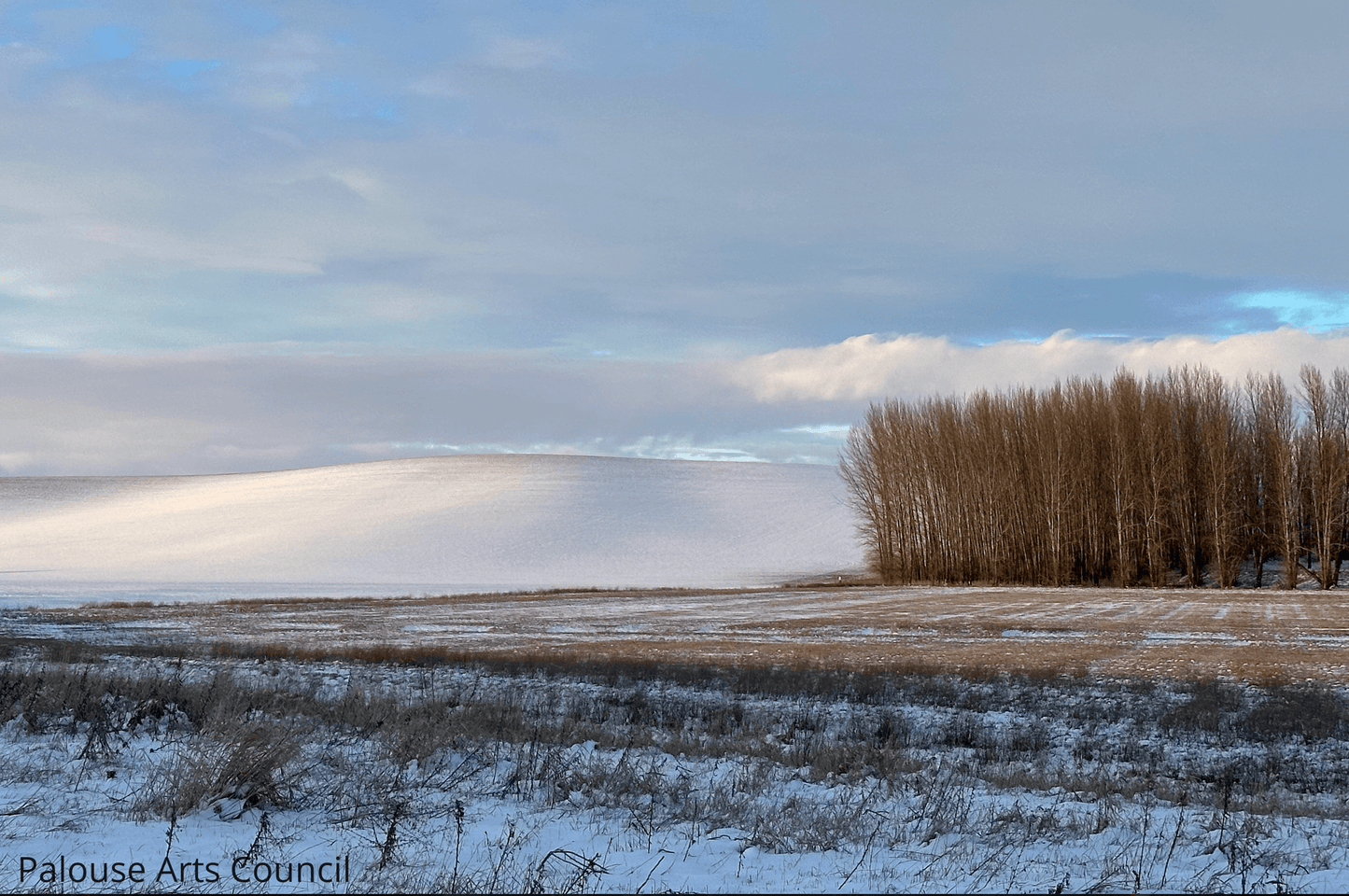 Tree Grove at Field Edge - Andy Peltier - Photo on Acrylic