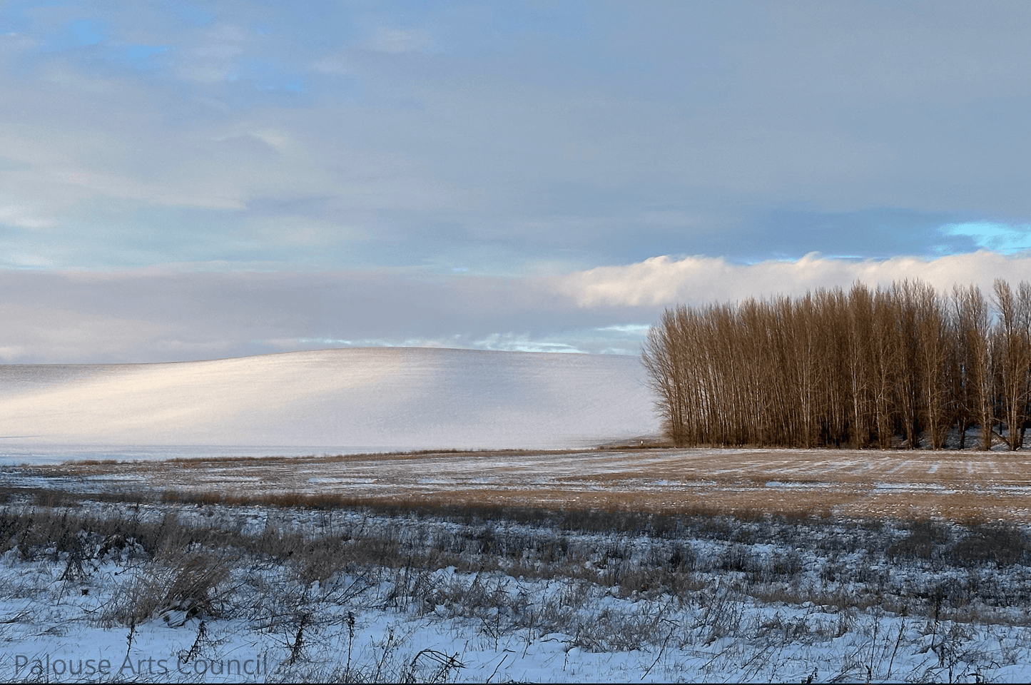 Tree Grove at Field Edge - Andy Peltier - Photo on Acrylic