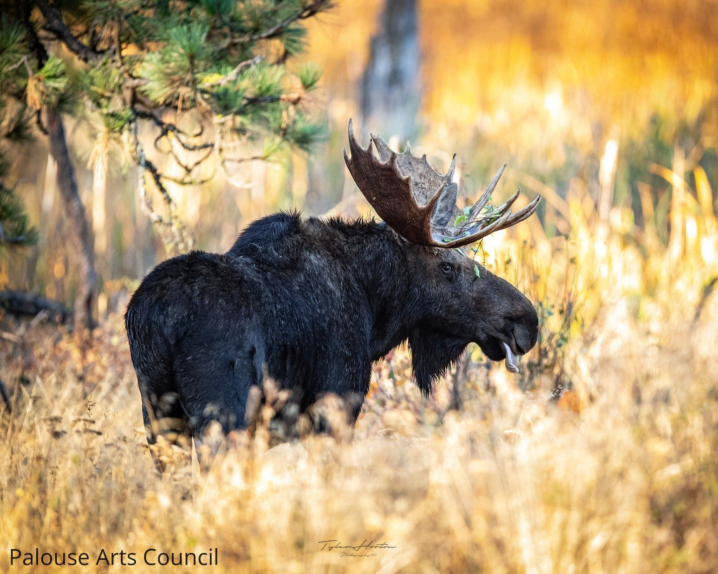 Bullwinkle - Tyler Horton - Photo print on acrylic