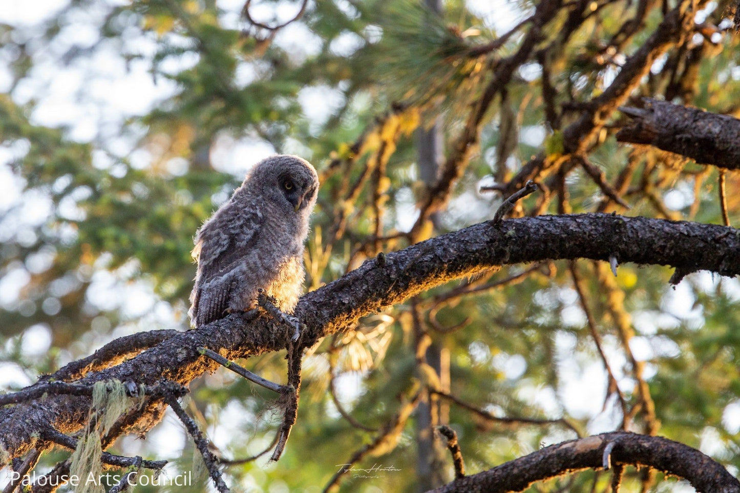 Great Grey Owlet - Tyler Horton - Photo print on metal