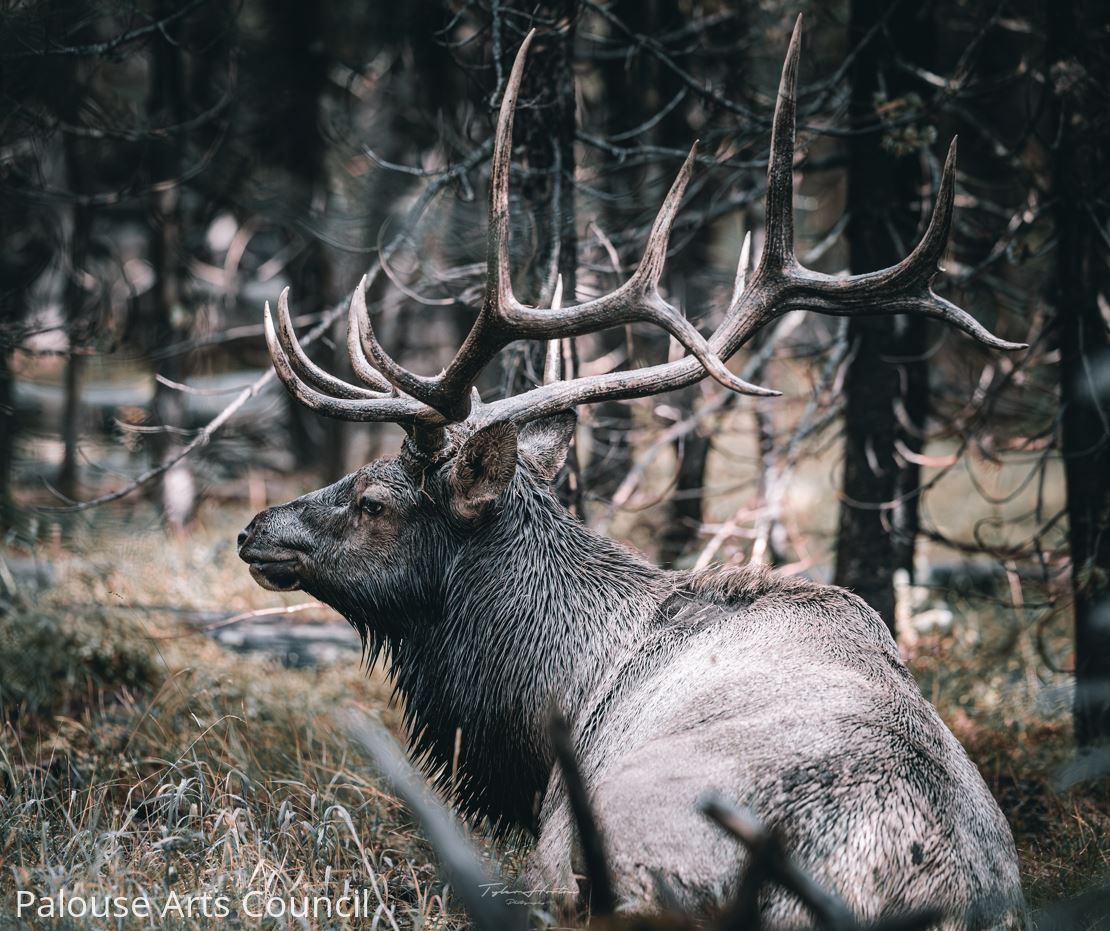 King of the Forest