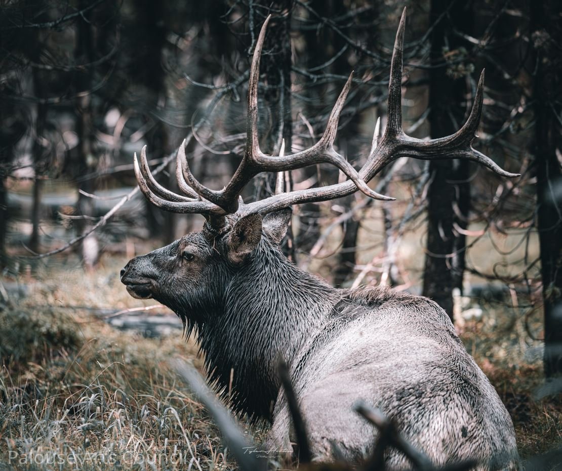 King of the Forest