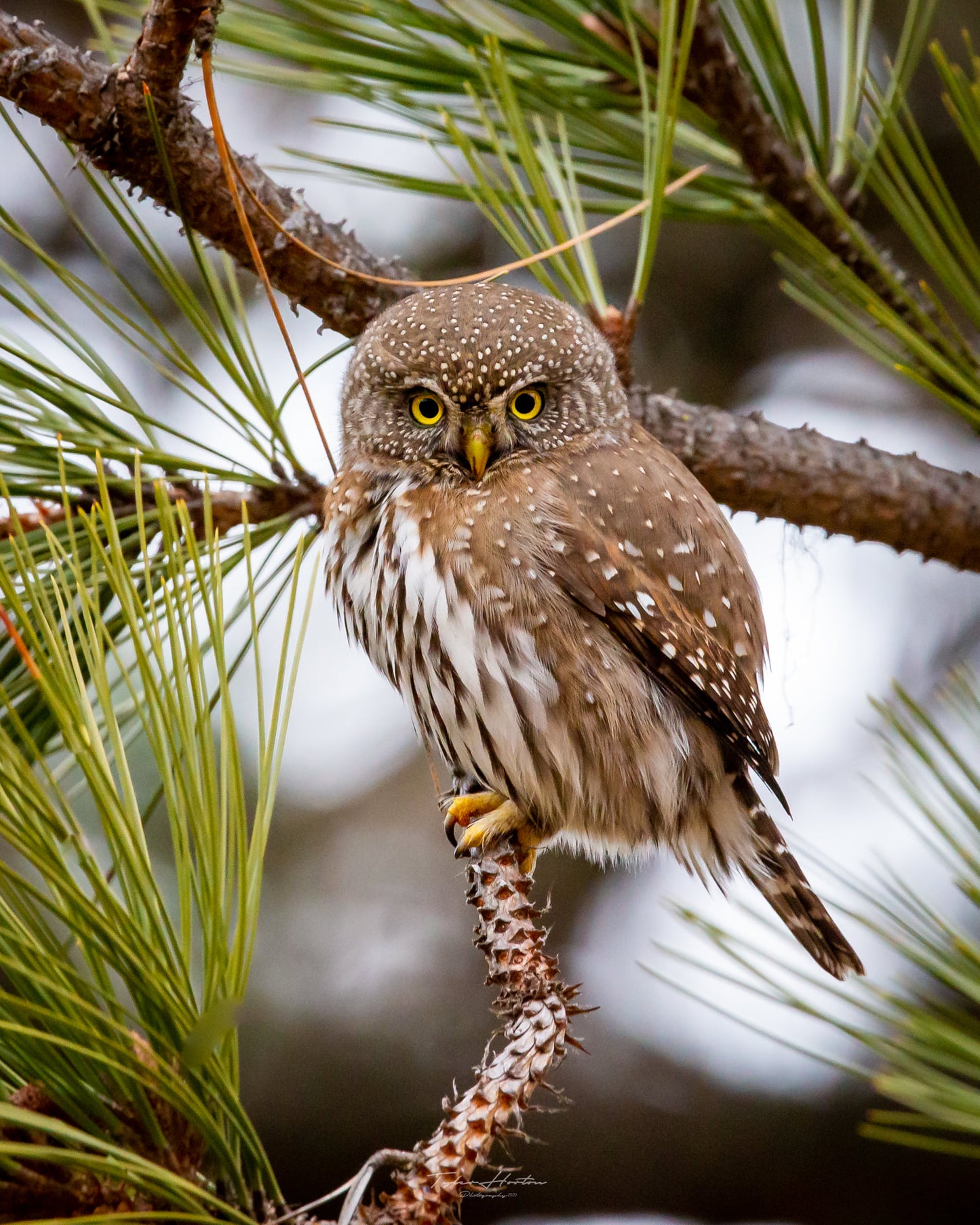 Pygmy Owl Staredown - Tyler Horton - Canvas