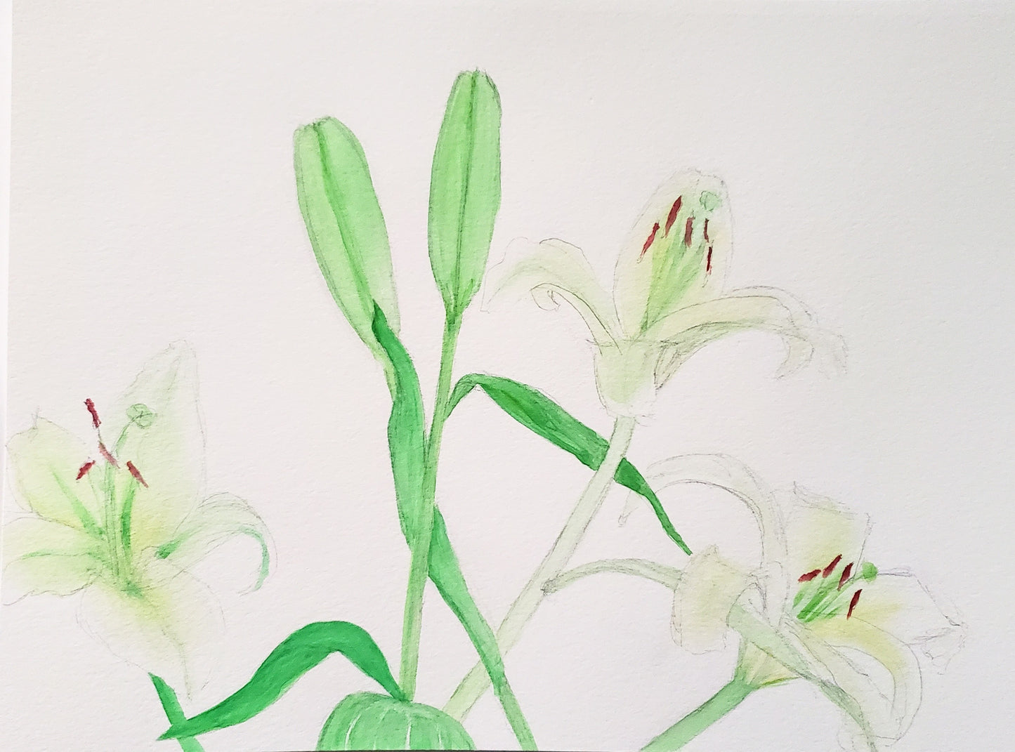 Lily Study - Liz Rousseau - Watercolor