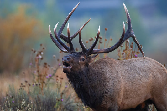 Bull Elk Bugle - Tyler Horton - Aluminum