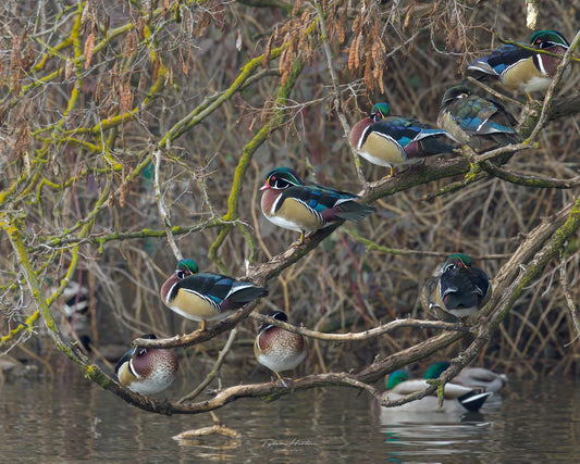 Wood Ducks in a Row - Tyler Horton - Acrylic