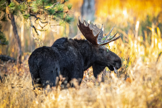 Bullwinkle - Tyler Horton - Aluminum