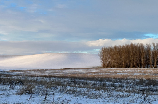 Tree Grove at Field Edge - Andy Peltier - Photo on Acrylic