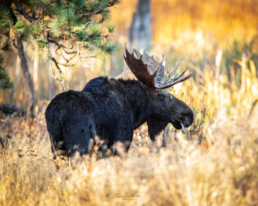 Bullwinkle - Tyler Horton - Photo print on acrylic