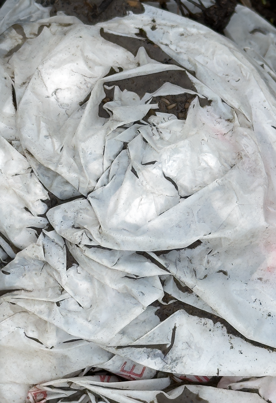 PLASTIC BAG 3 - Jim Trivelpiece - Photograph